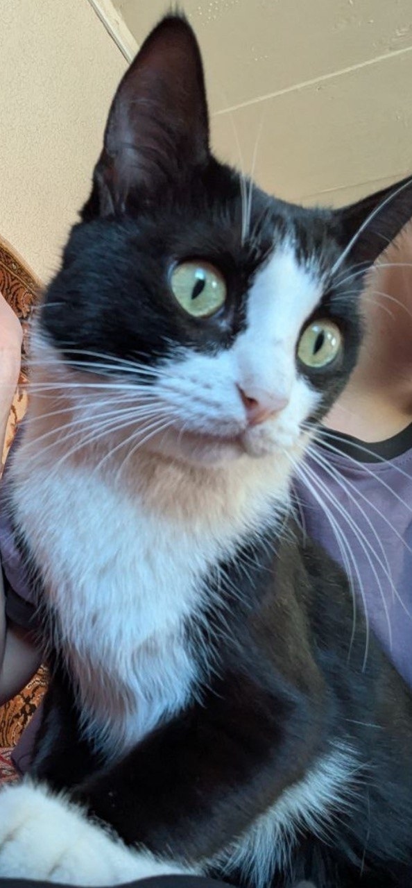 Пропала кошка в Тольятти — фото объявления