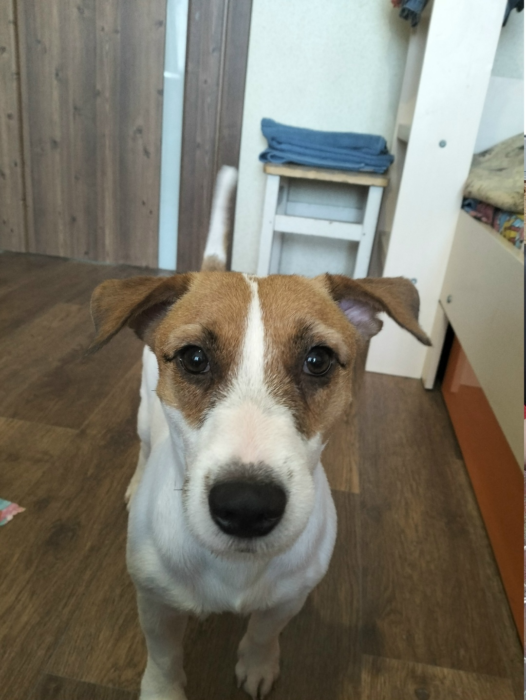 Пропала собака в Тольятти — фото объявления