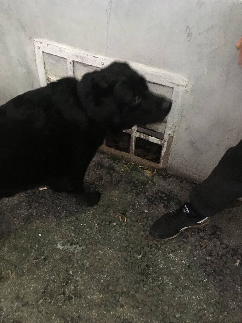 Найдена собака в Тольятти — фото объявления