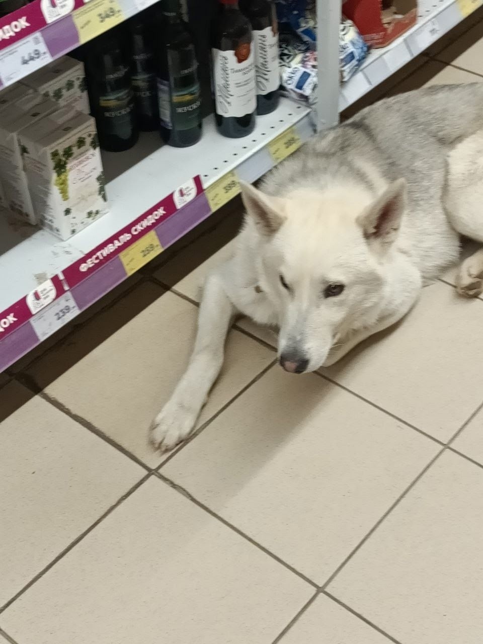 Найдена собака в Тольятти — фото объявления