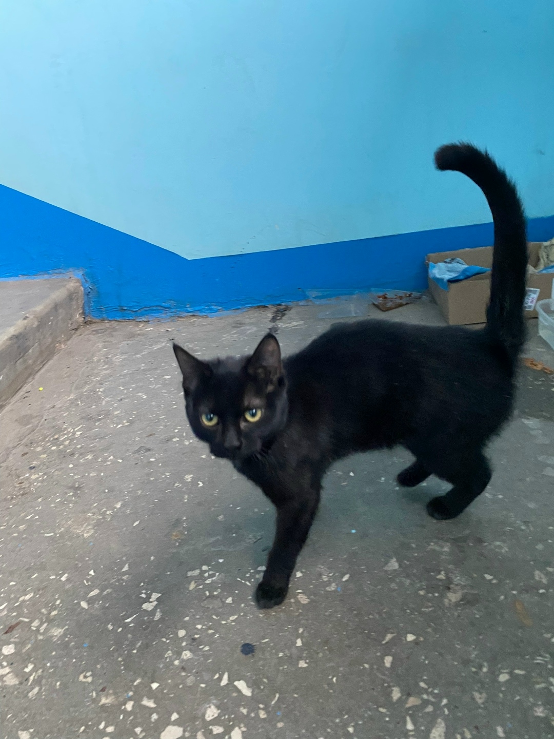 Пропала кошка в Тольятти — фото объявления