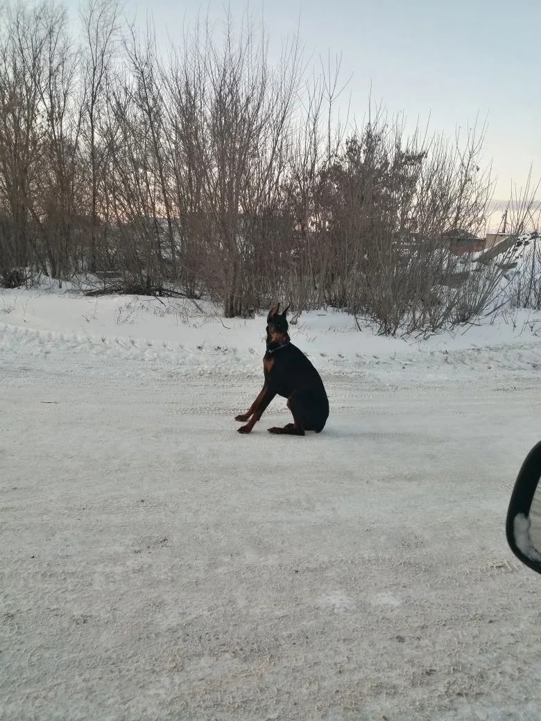 Пропала собака в Тольятти — фото объявления