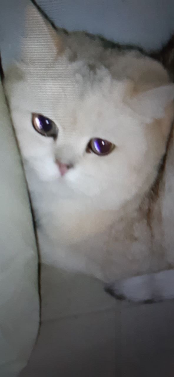 Найдена кошка в Тольятти — фото объявления