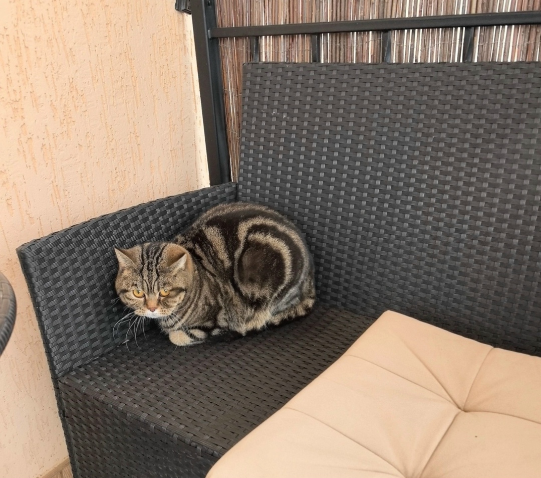 Найдена кошка в Тольятти — фото объявления