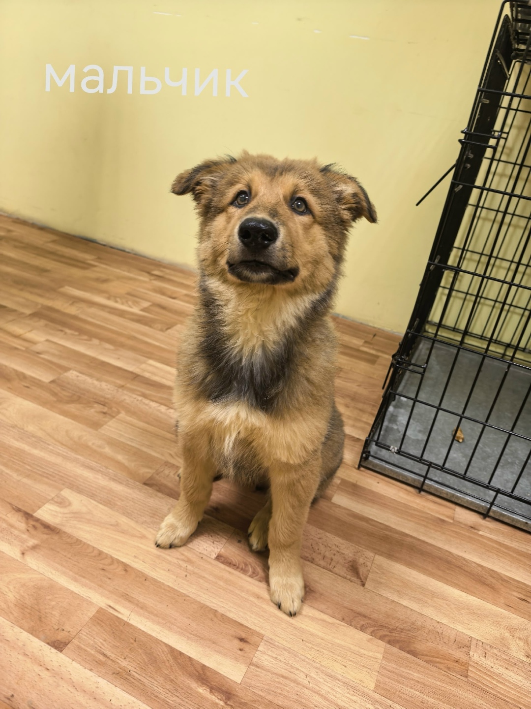 Найдена собака в Тольятти — фото объявления