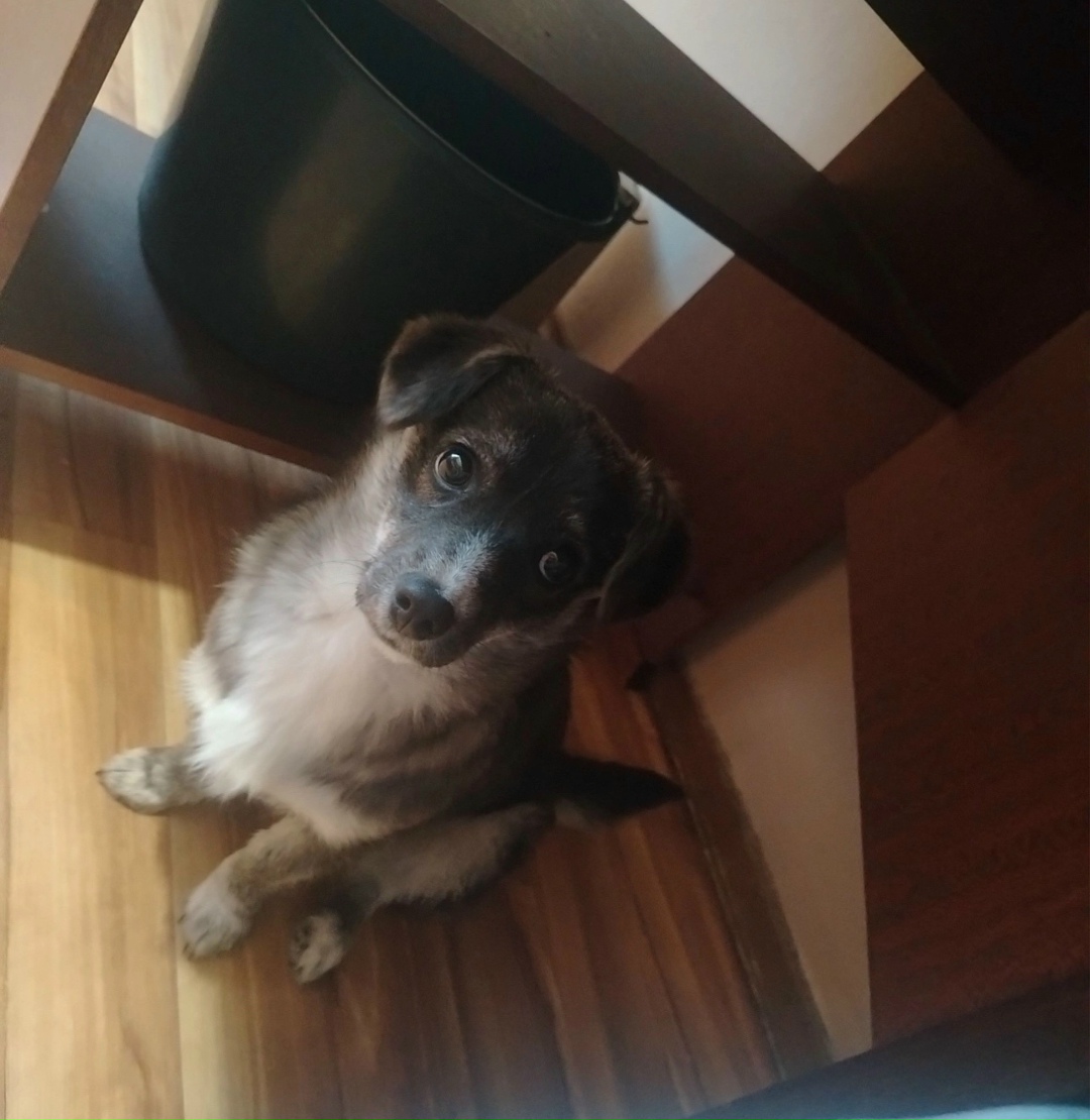 Найдена собака в Тольятти — фото объявления