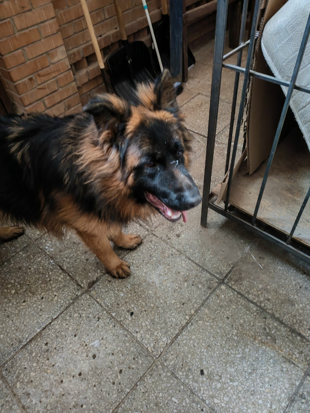 Пропала собака в Тольятти — фото объявления