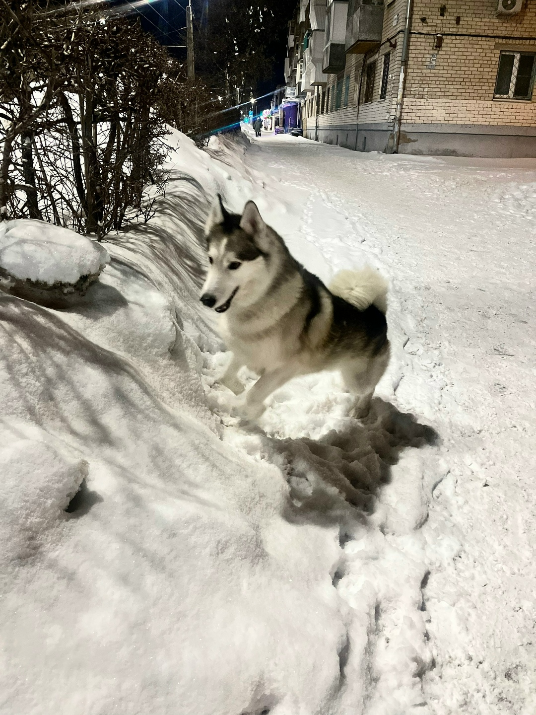 Найдена собака в Тольятти — фото объявления