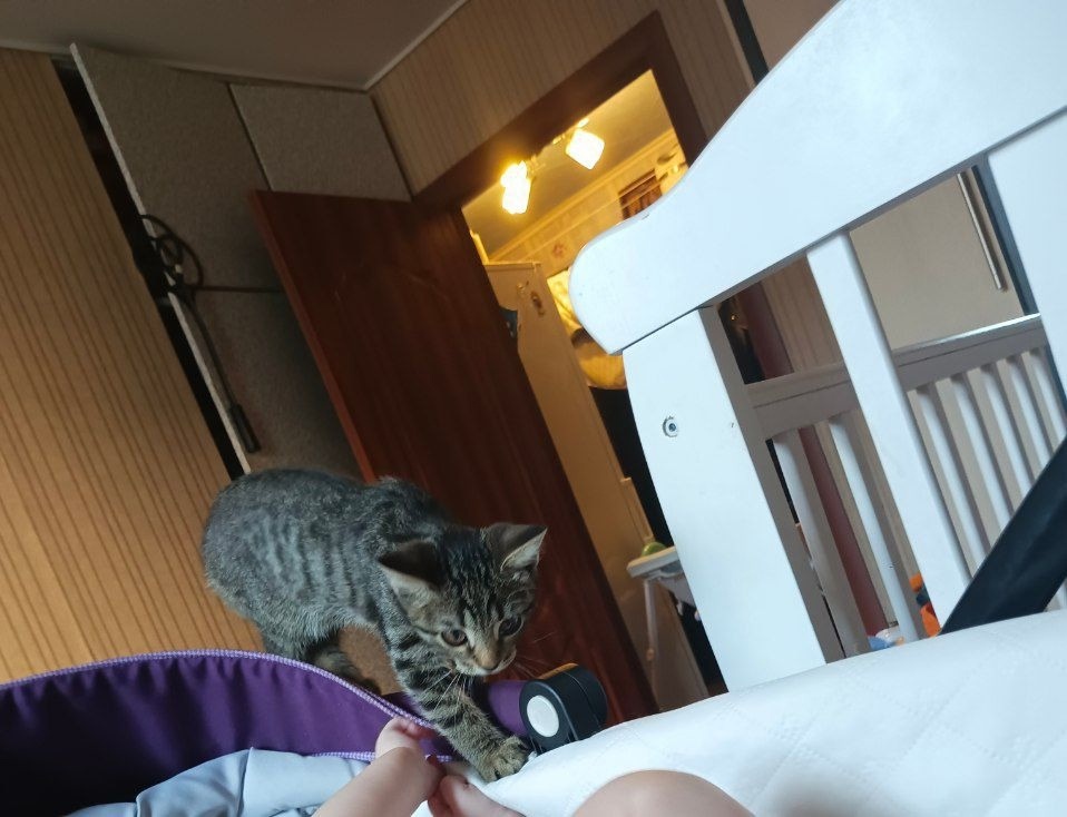 Пропала кошка в Тольятти — фото объявления