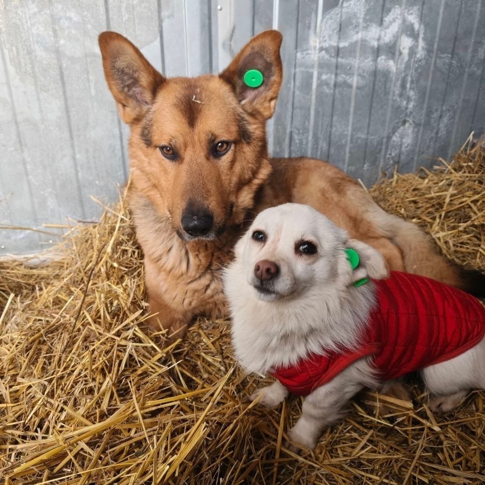 Найдена собака в Тольятти — фото объявления