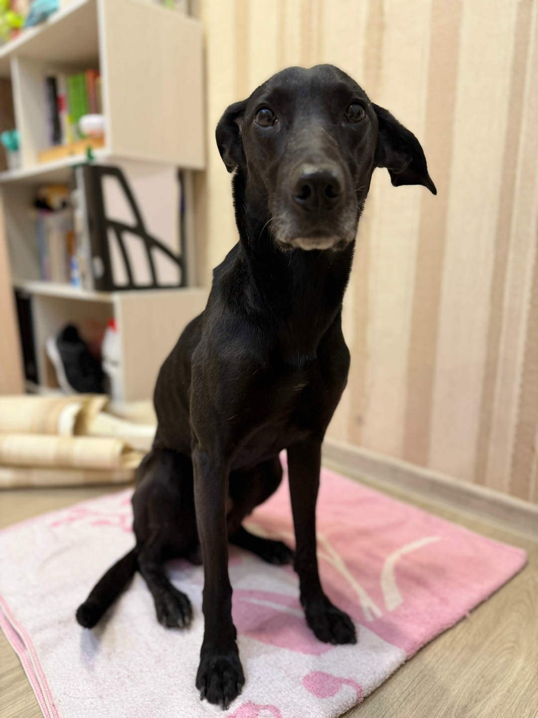 Найдена собака в Тольятти — фото объявления