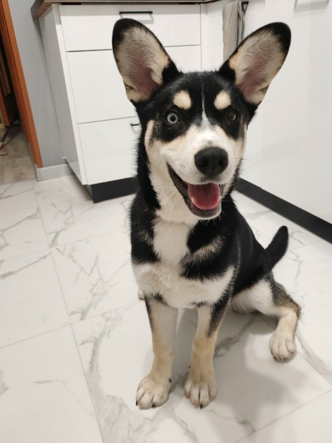 Найдена собака в Тольятти — фото объявления