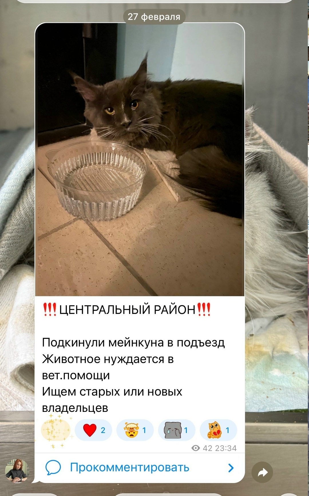 Найдена кошка в Тольятти — фото объявления