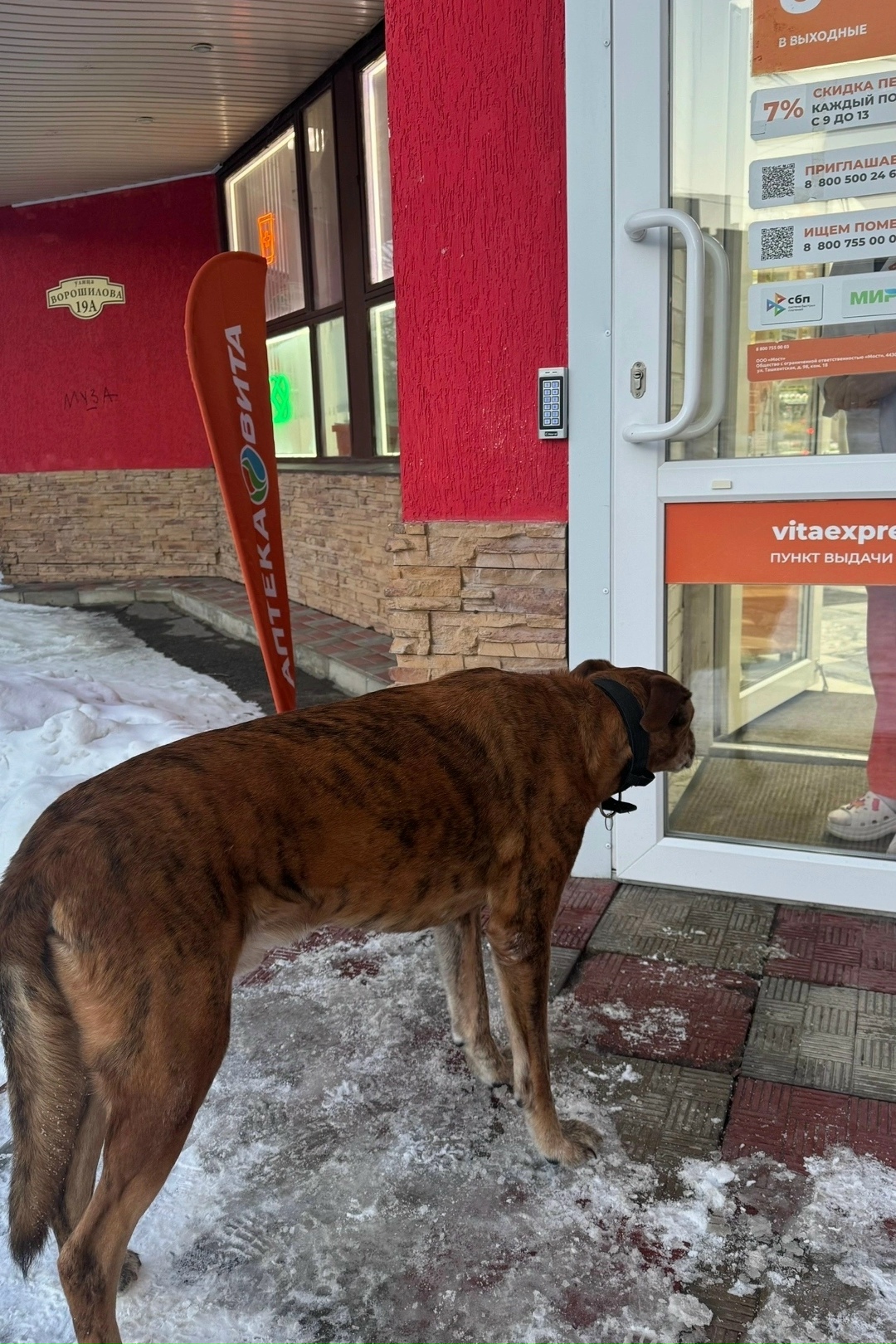 Найдена собака в Тольятти — фото объявления