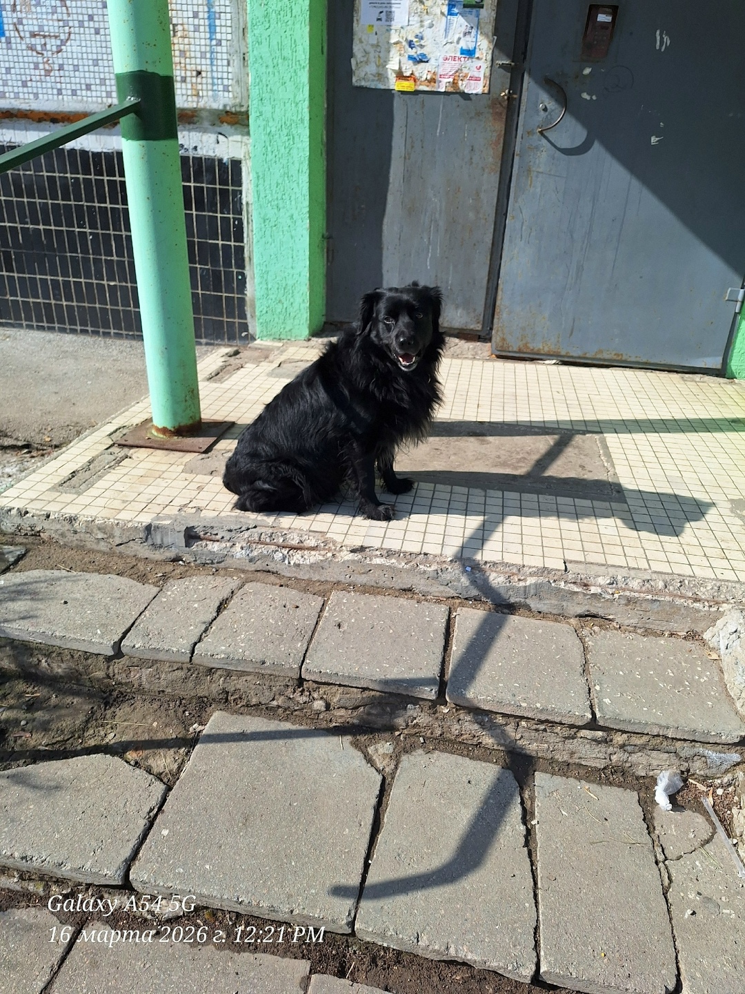 Найдена собака в Тольятти — фото объявления