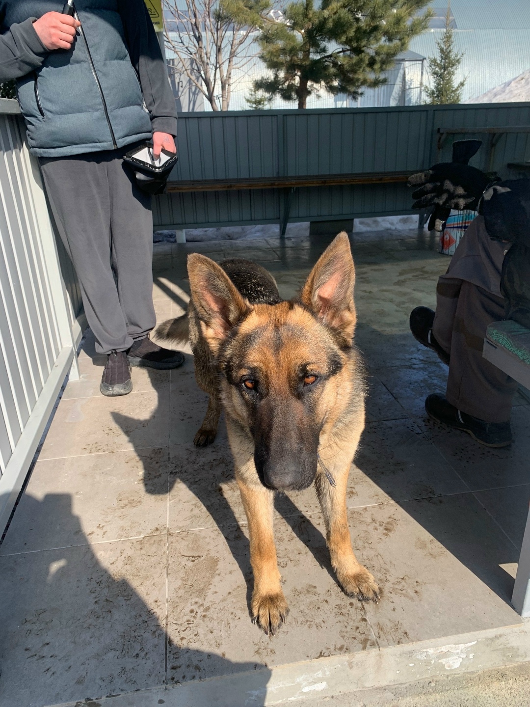 Найдена собака в Тольятти — фото объявления