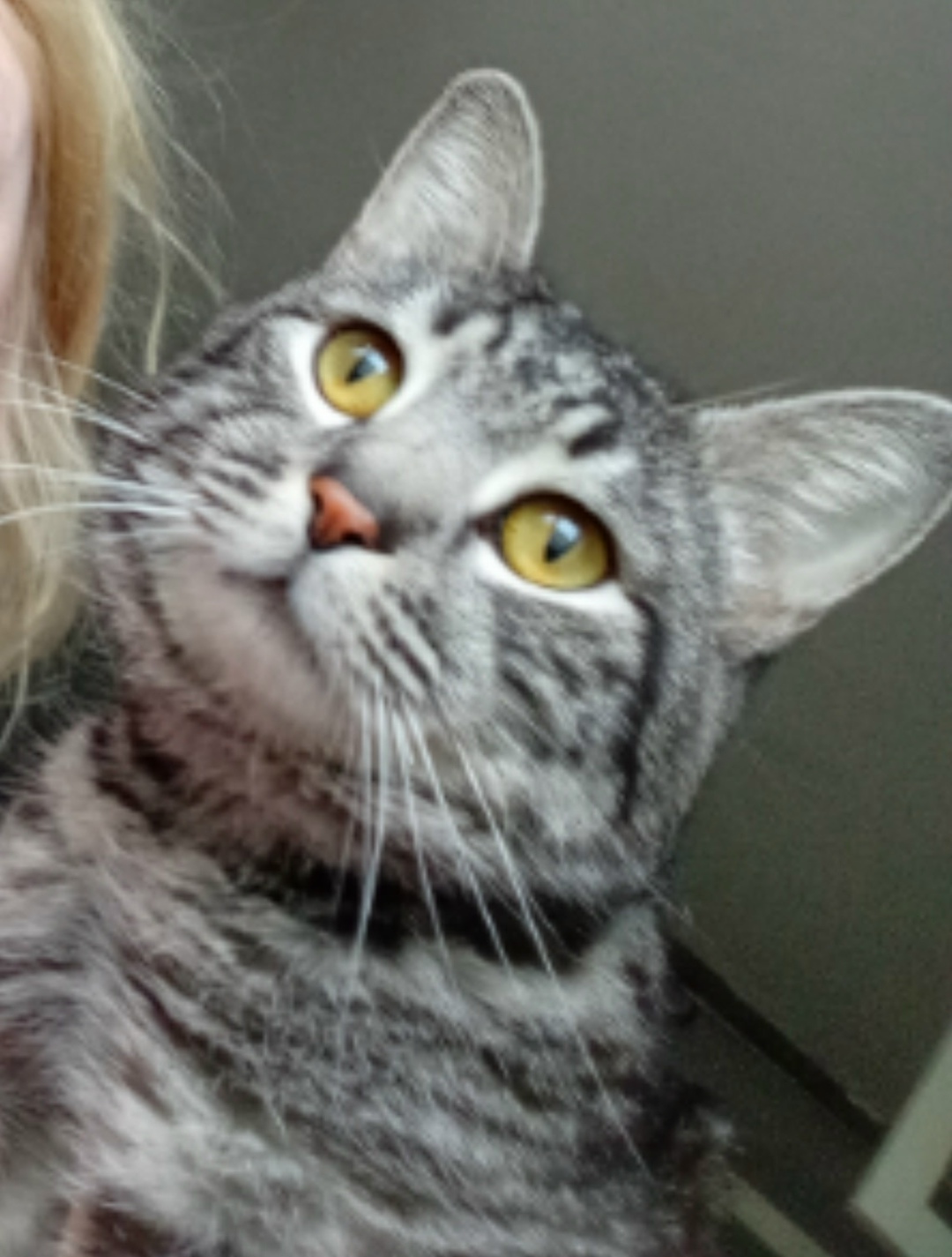 Найдена кошка в Тольятти — фото объявления