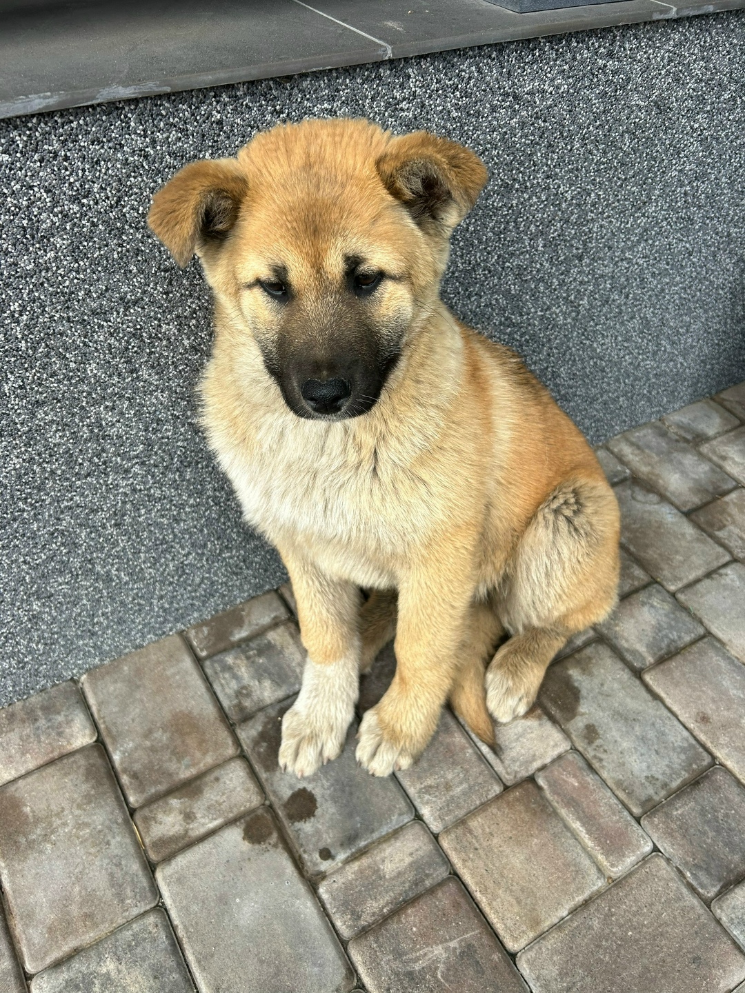 Найдена собака в Тольятти — фото объявления