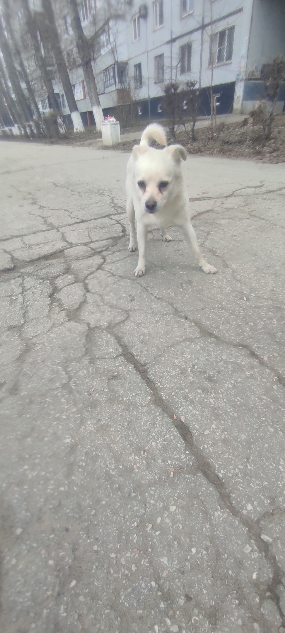 Найдена собака в Тольятти — фото объявления