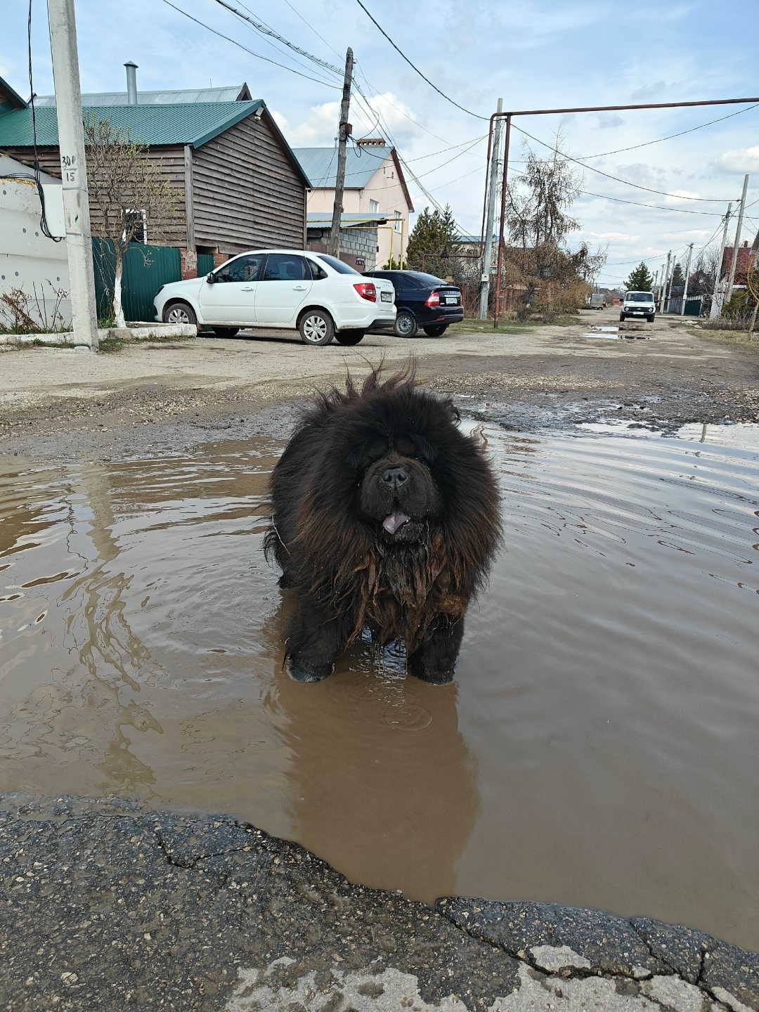 Найдена собака в Тольятти — фото объявления