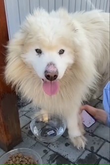 Найдена собака в Тольятти — фото объявления