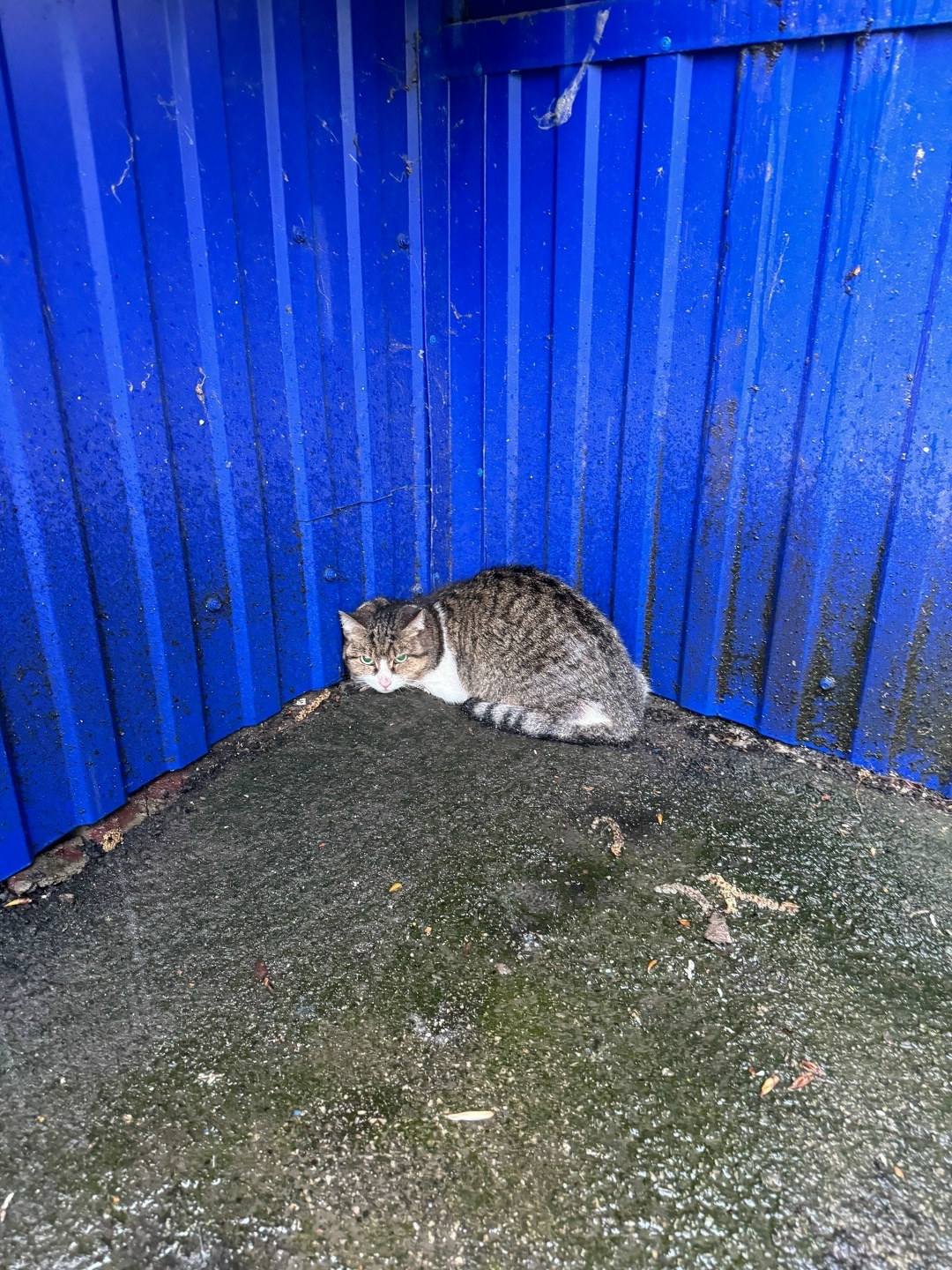 Найдена кошка в Тольятти — фото объявления