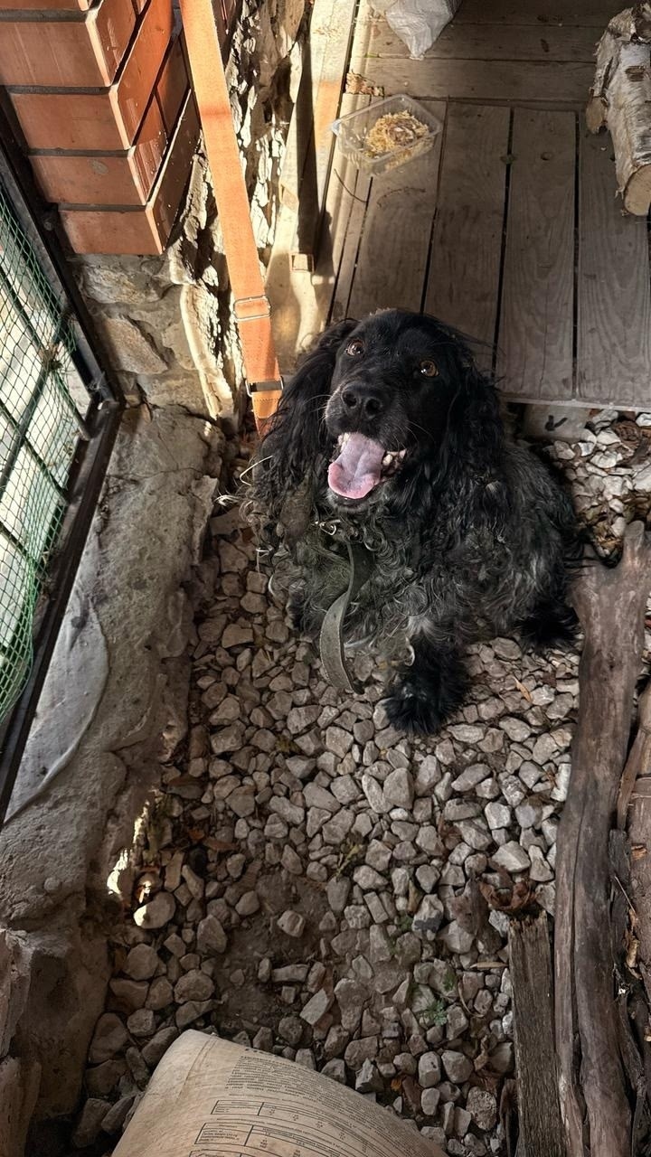 Найдена собака в Тольятти — фото объявления