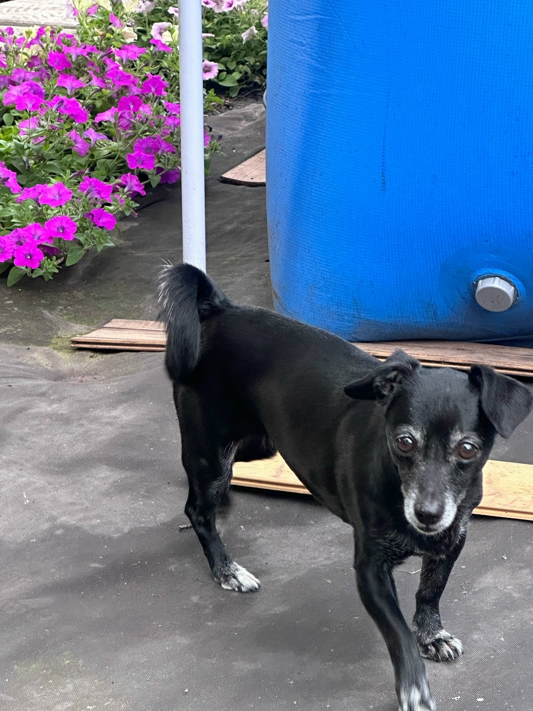 Пропала собака в Тольятти — фото объявления