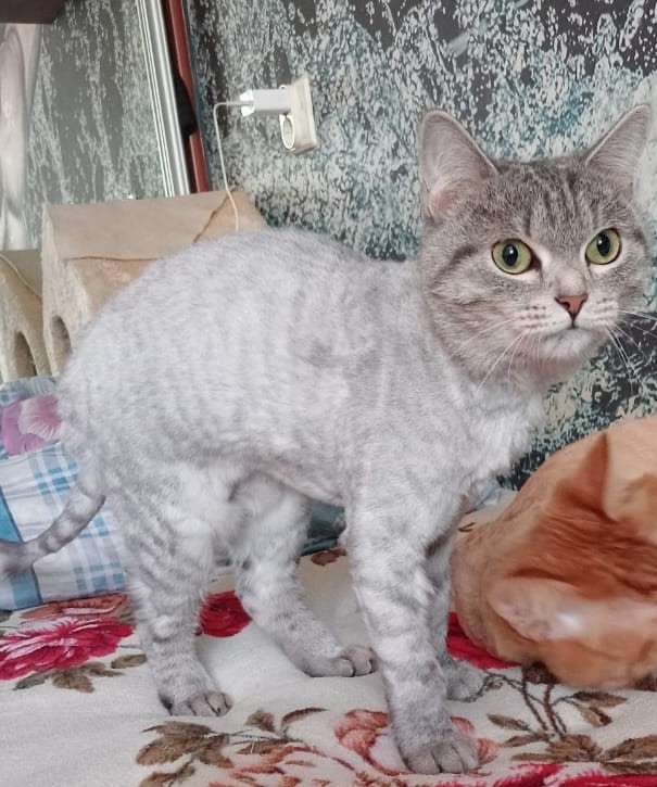 Пропала кошка в Тольятти — фото объявления