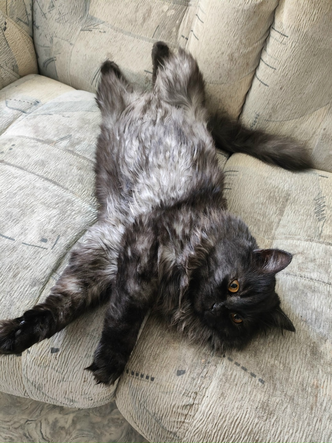 Найдена кошка в Тольятти — фото объявления