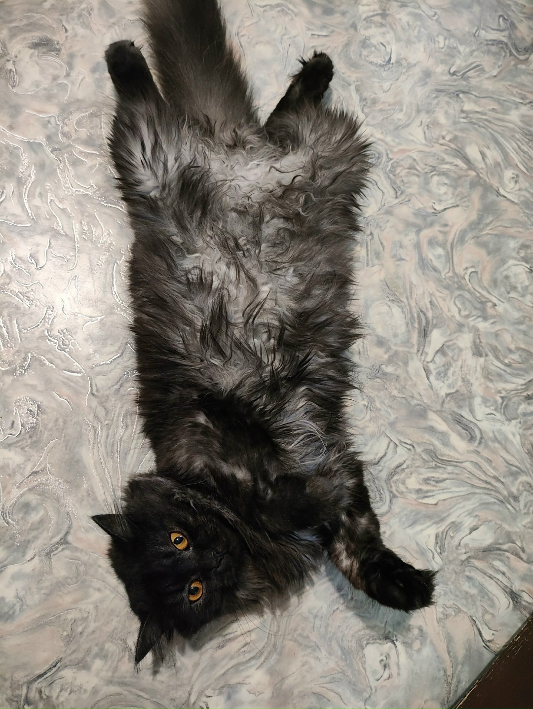 Найдена кошка в Тольятти — фото объявления