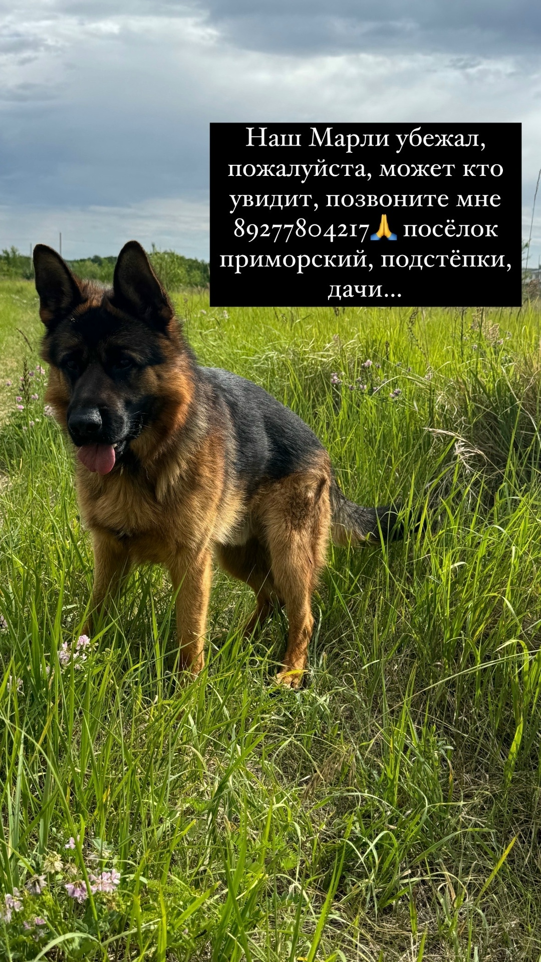 Пропала собака в Тольятти — фото объявления