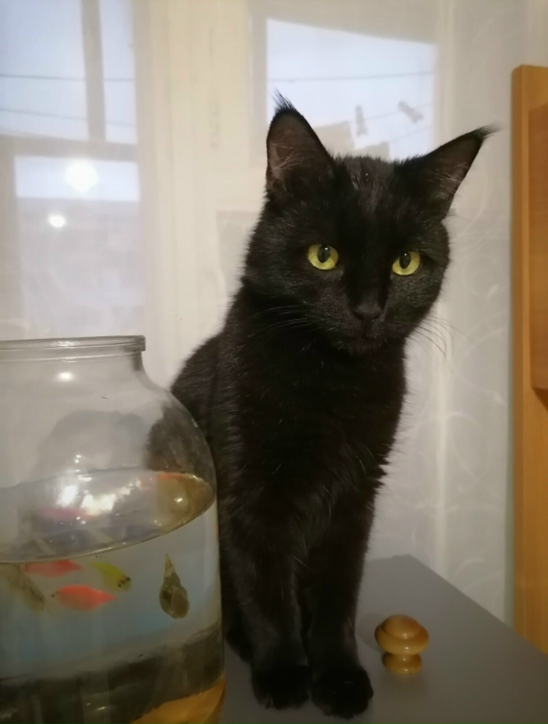 Пропала кошка в Тольятти — фото объявления