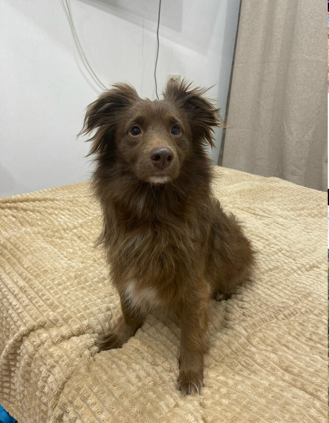 Пропала собака в Тольятти — фото объявления