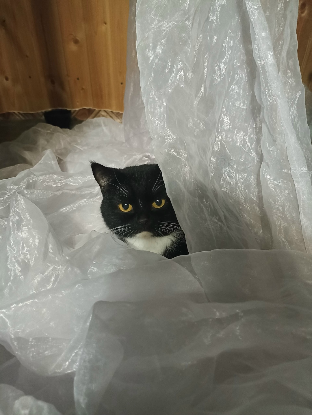 Пропала кошка в Тольятти — фото объявления