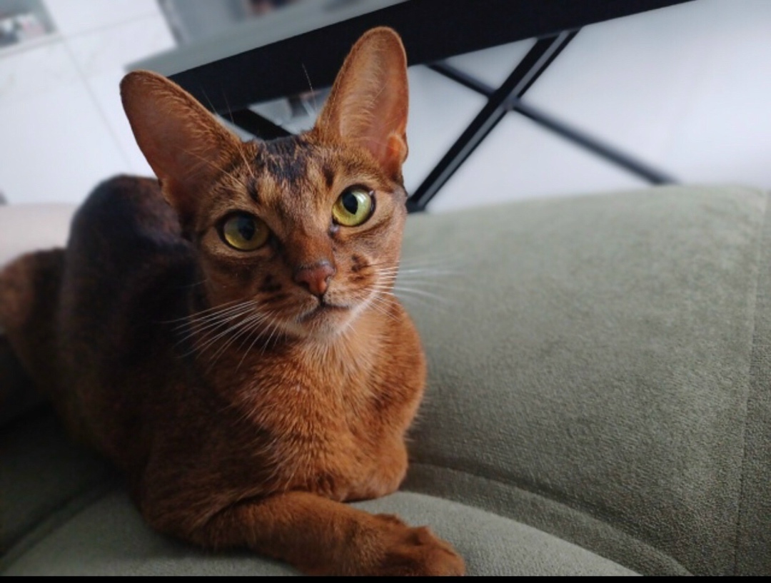 Найдена кошка в Тольятти — фото объявления