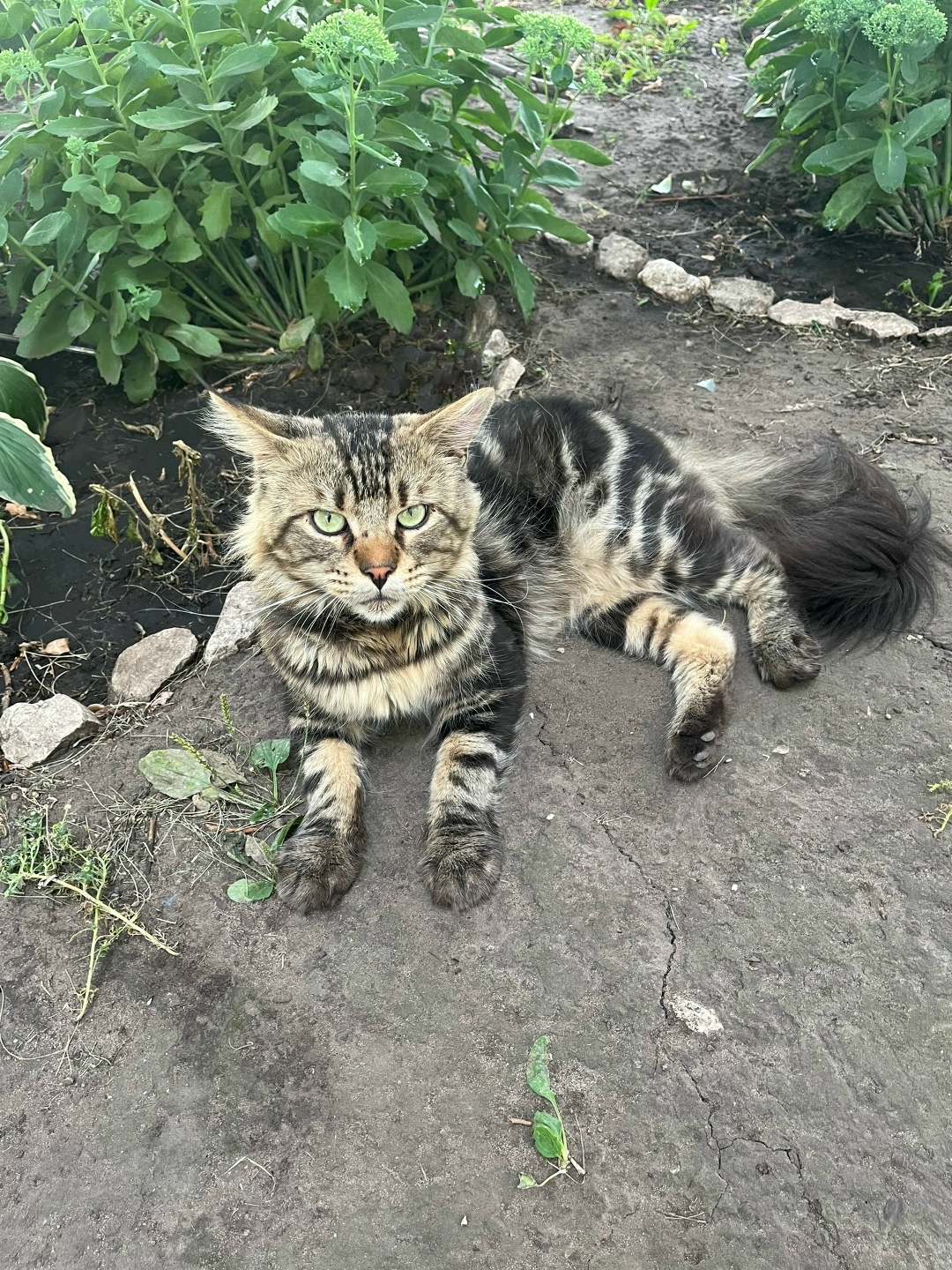 Пропала собака в Тольятти — фото объявления