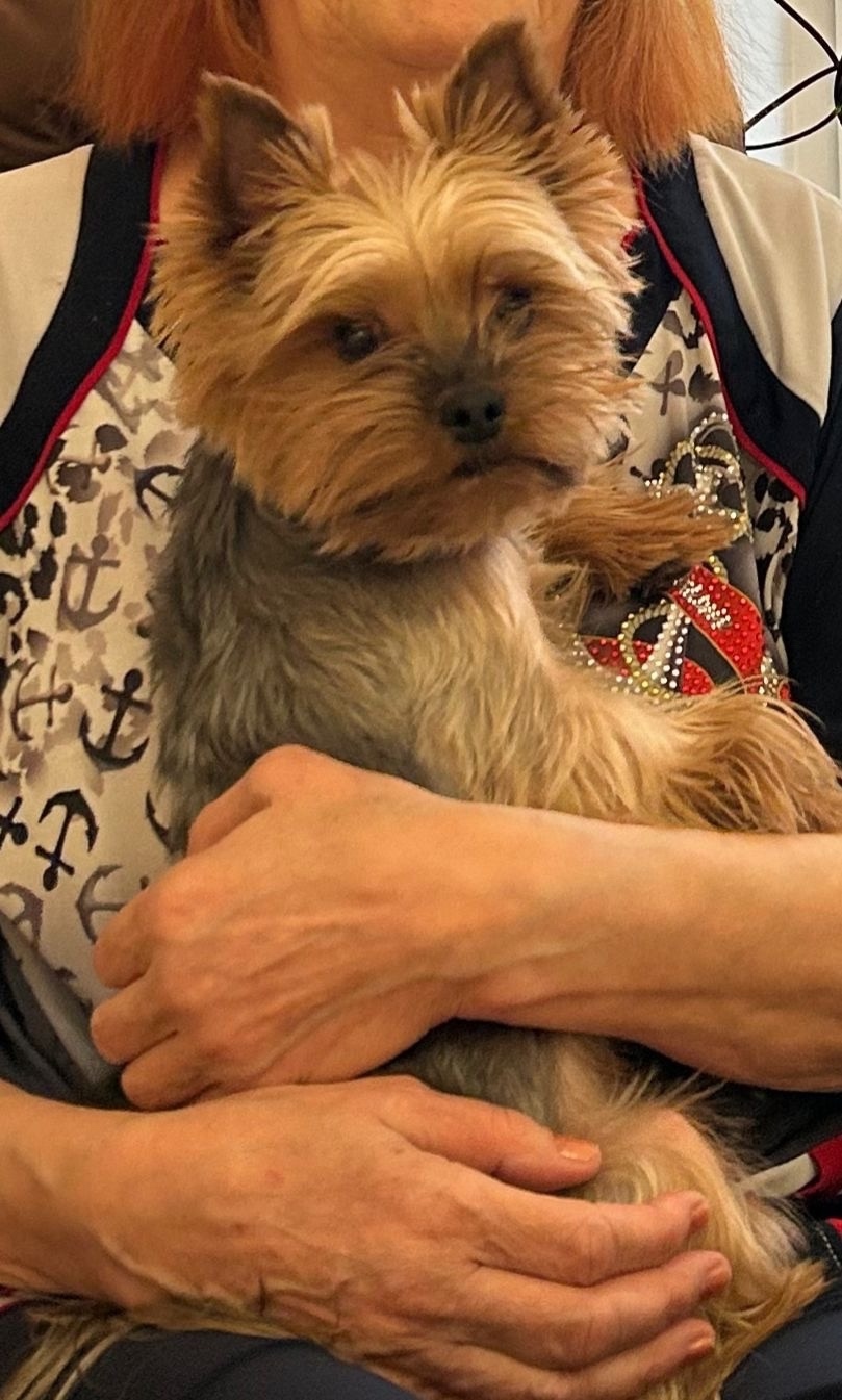 Пропала собака в Тольятти — фото объявления