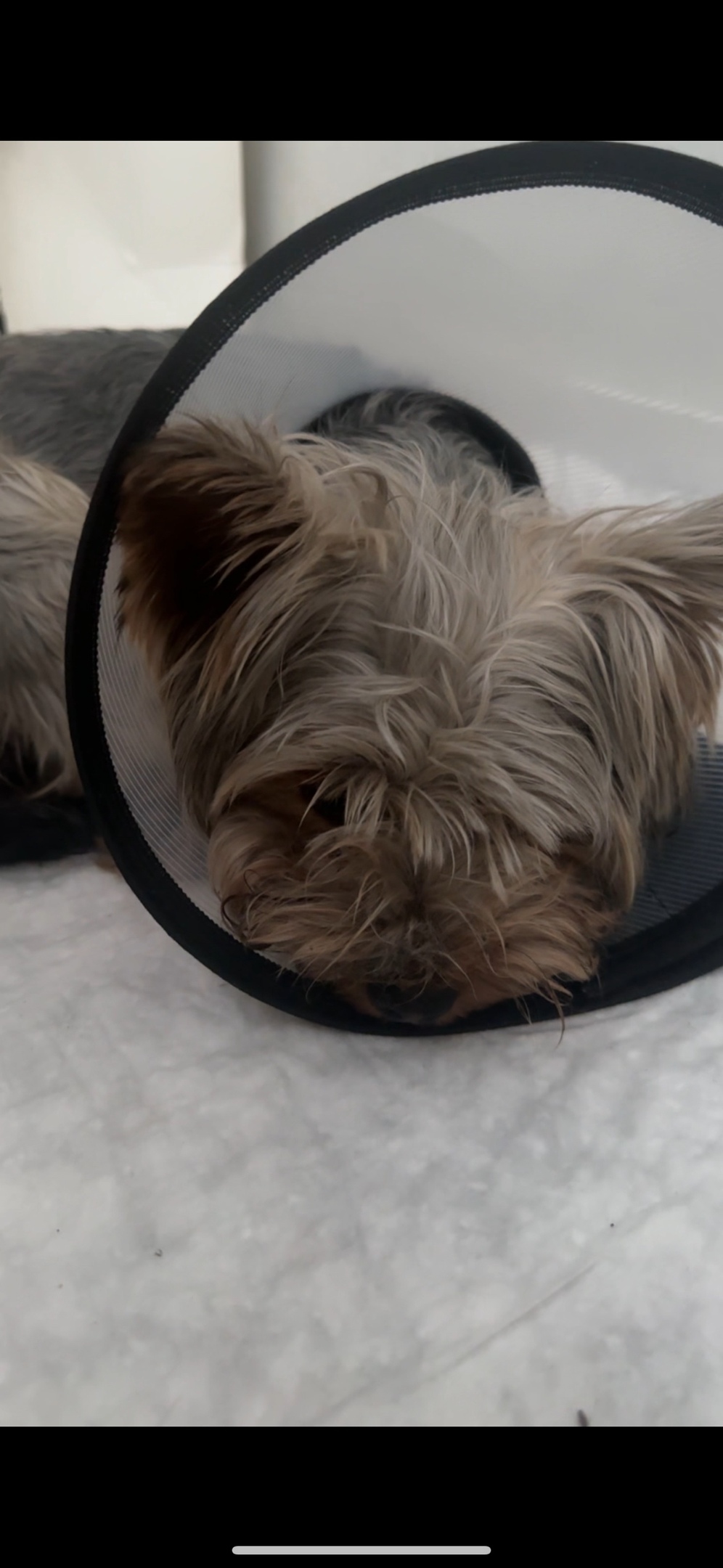 Пропала собака в Тольятти — фото объявления