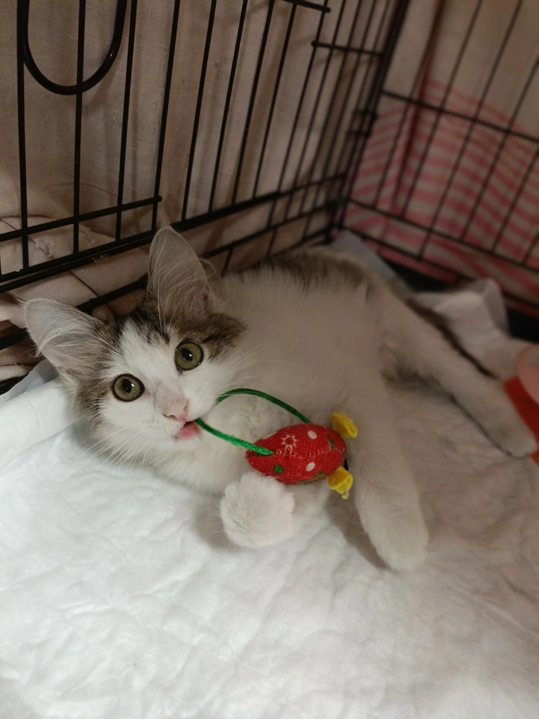 Найдена кошка в Тольятти — фото объявления