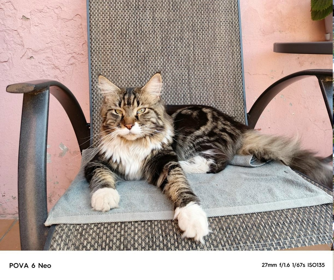 Пропала кошка в Тольятти — фото объявления