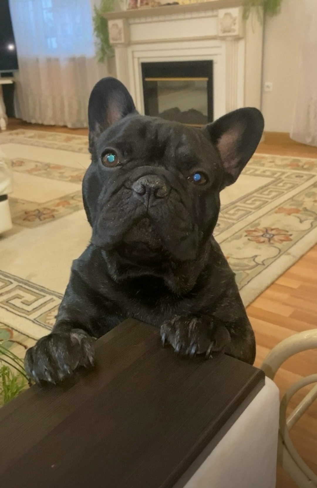 Пропала собака в Тольятти — фото объявления