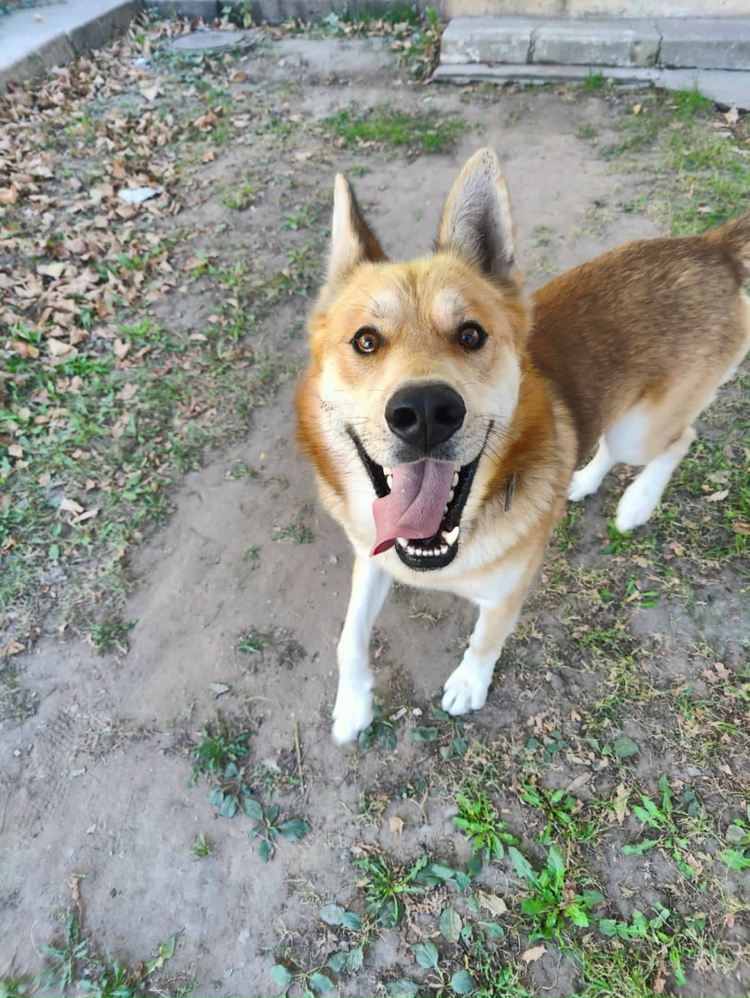 Пропала собака в Тольятти — фото объявления