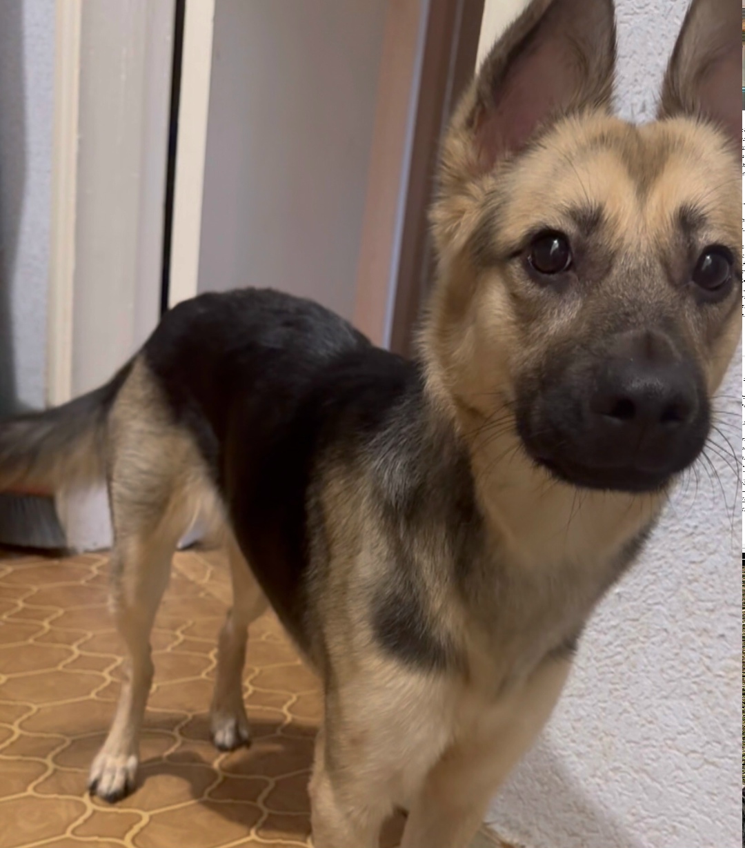 Пропала собака в Тольятти — фото объявления