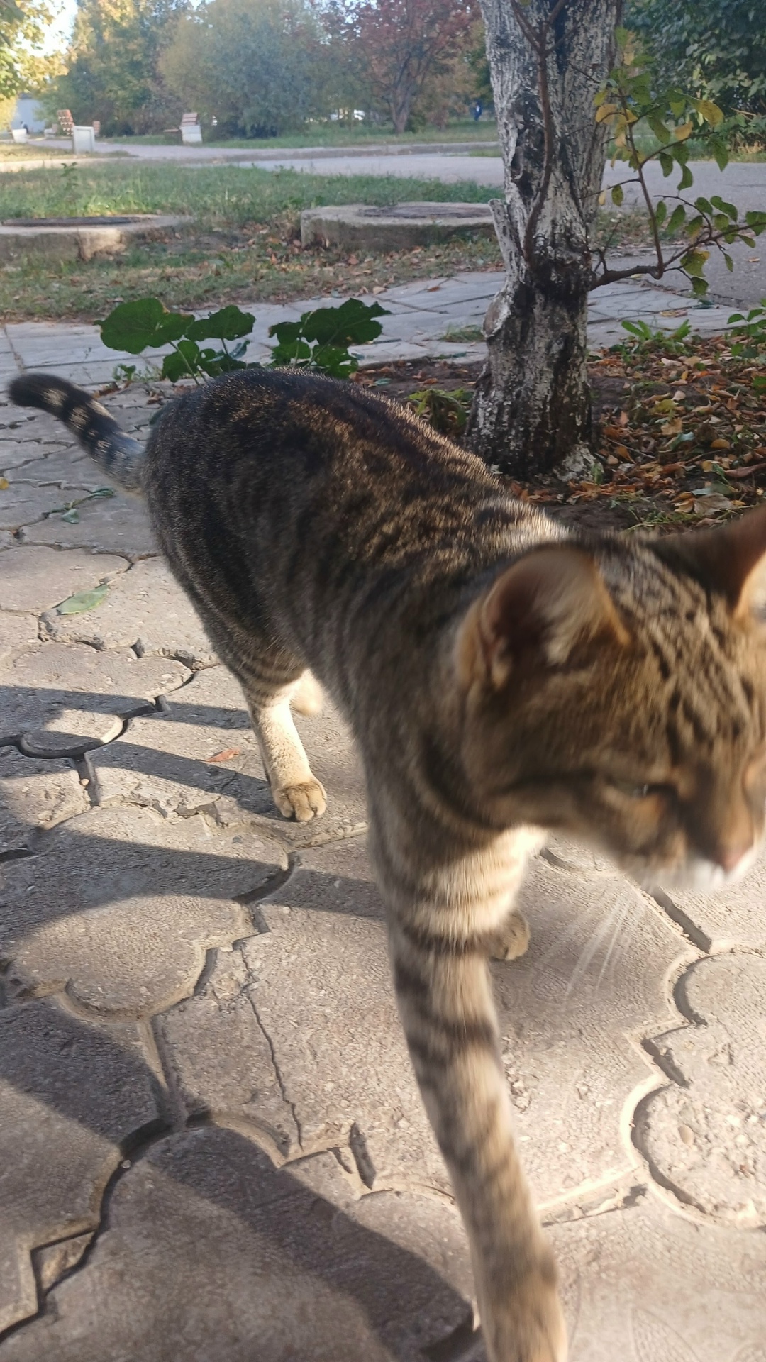 Пропала кошка в Тольятти — фото объявления