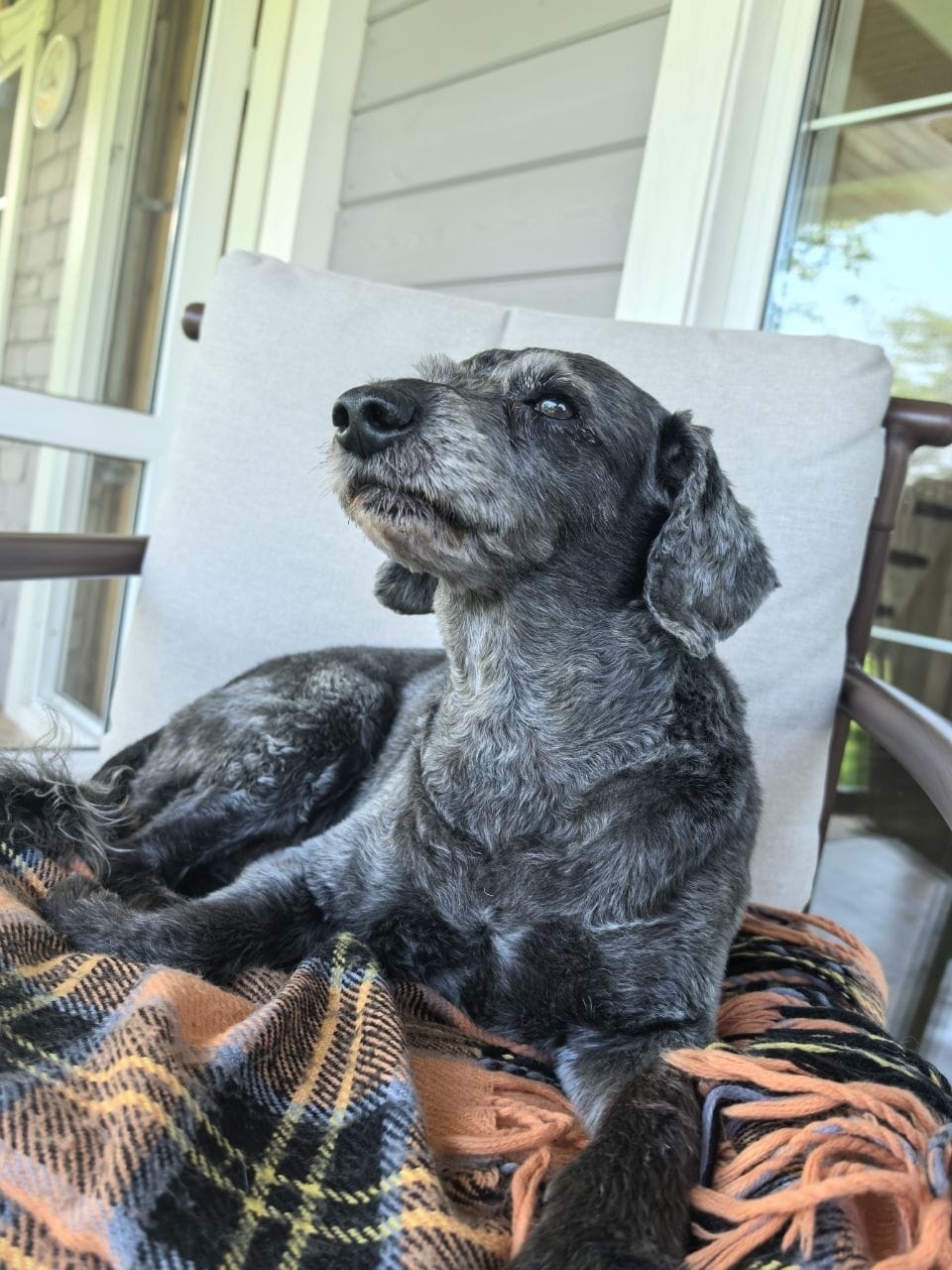Пропала собака в Тольятти — фото объявления
