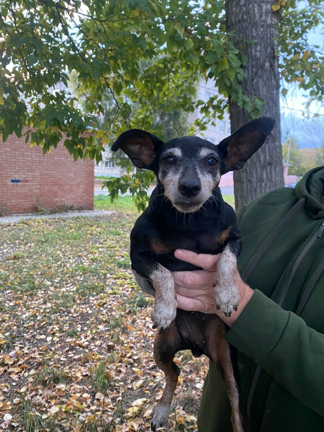 Найдена собака в Тольятти — фото объявления