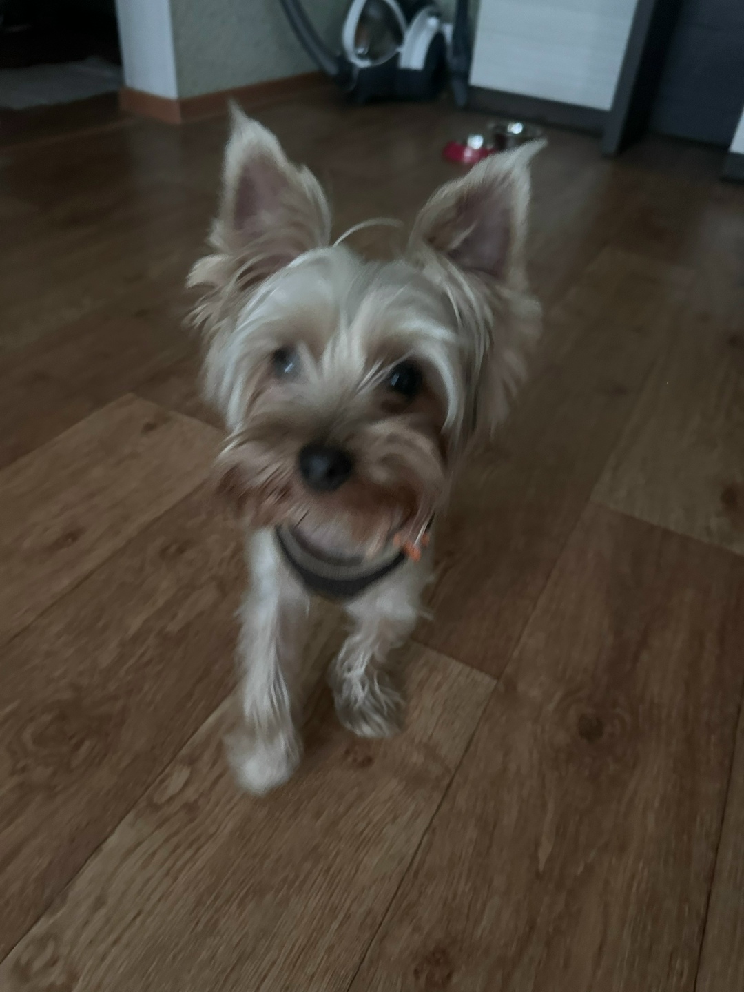 Найдена собака в Тольятти — фото объявления