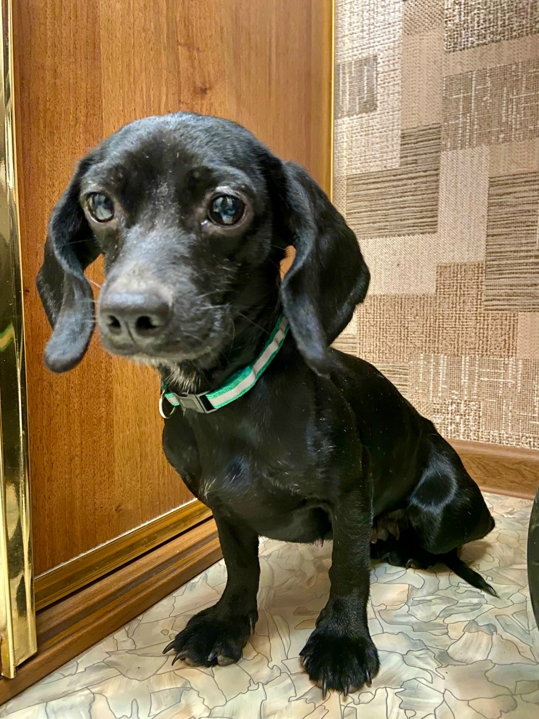 Найдена собака в Тольятти — фото объявления