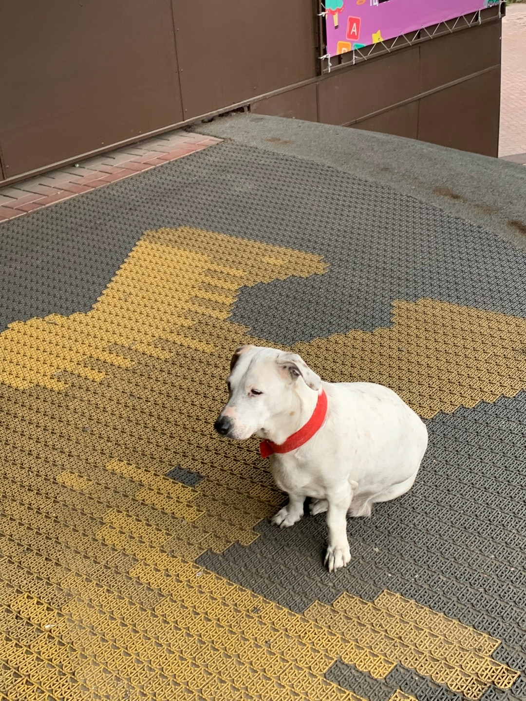Пропала собака в Тольятти — фото объявления